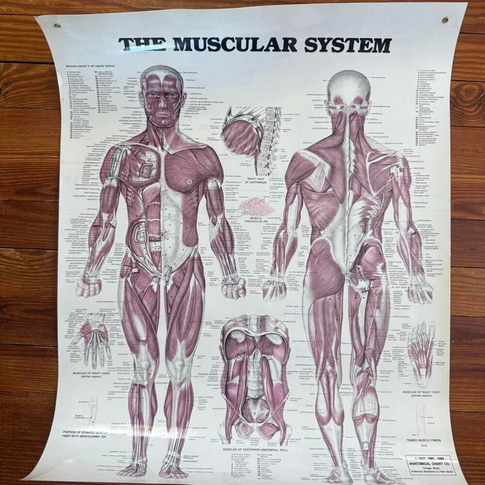 Vintage Anatomy Chart